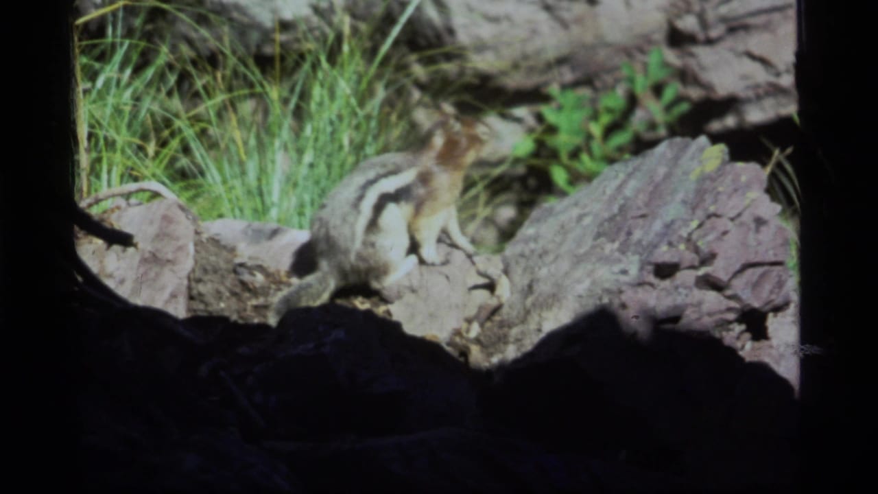 A chipmunk or similar small rodent pauses on sun-dappled rocks near grass in 1977 Sapphire Lake, Montana home-movie footage.