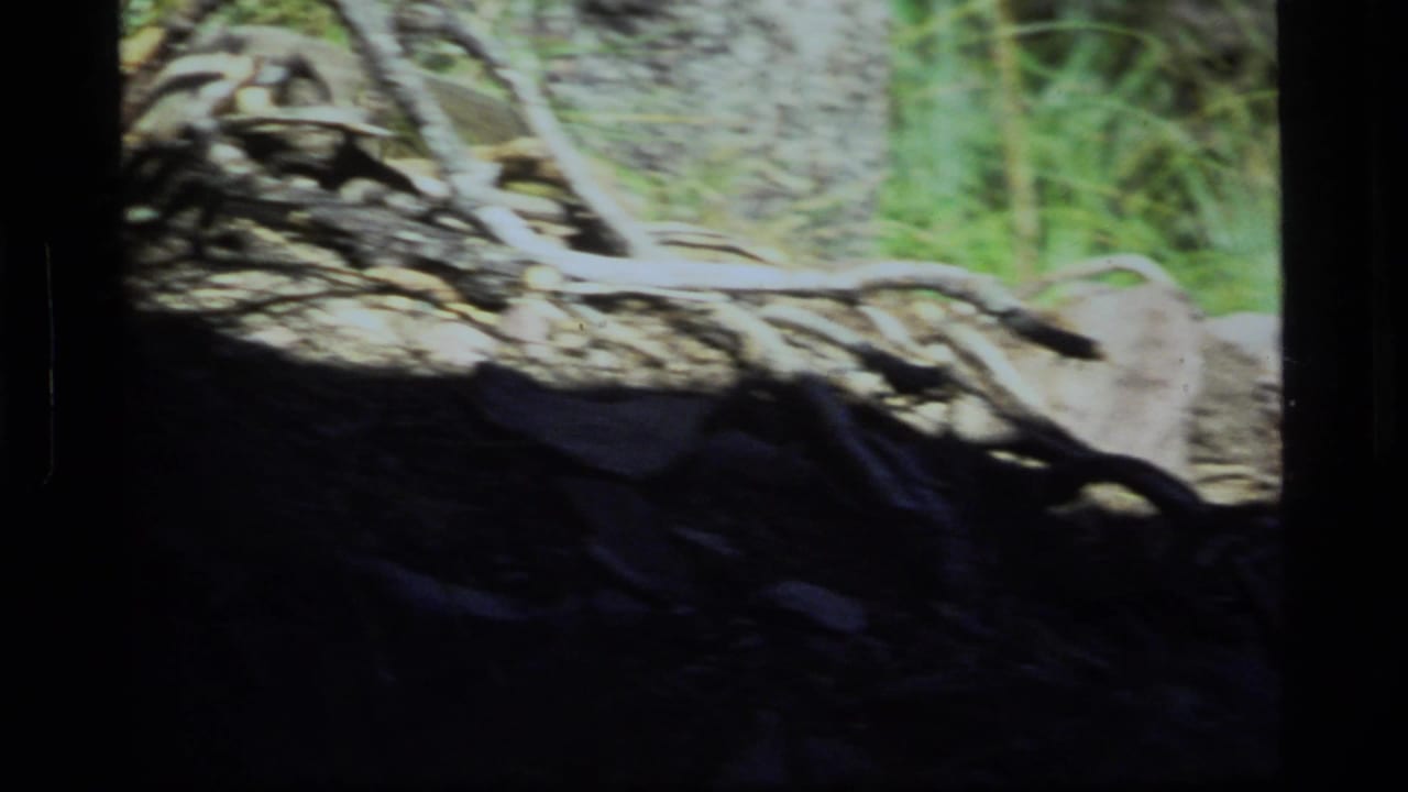 Motion-blurred 8mm frame of Sapphire Lake woodland ground, with rocks, roots or branches, green grass, and deep foreground shadow.