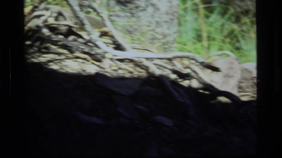 Motion-blurred 8mm frame of Sapphire Lake woodland ground, with rocks, roots or branches, green grass, and deep foreground shadow.