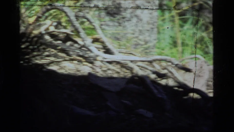 Soft 1977 8mm woodland view at Sapphire Lake, showing rocks, grass, roots or branches, shadow, and visible film scratches.
