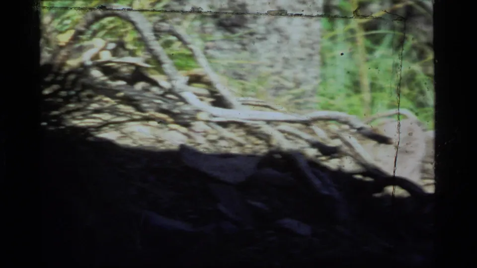 Final soft 8mm frame of Sapphire Lake woodland terrain, with rocks, grass, roots or branches, heavy shadow, and gate-edge darkness.