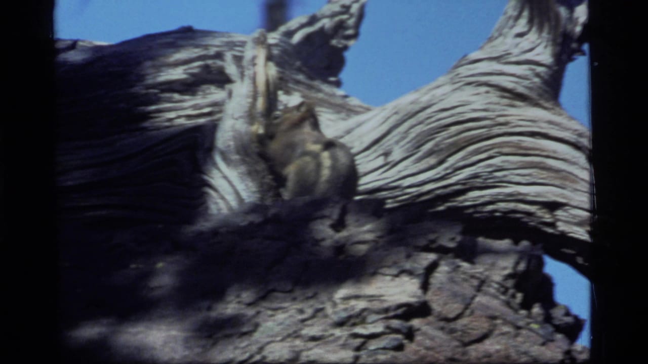 A small striped squirrel or chipmunk climbs over a gnarled stump in metadata-supported 1977 Sapphire Lake, Montana 8mm footage.
