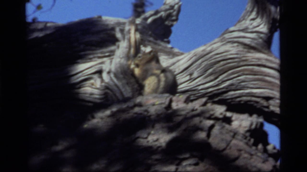 Small animal paused on broken bark and pale twisted wood under blue sky.