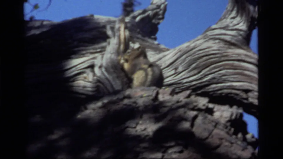 The animal pauses near broken bark on a pale, twisted stump in the 1977 Montana home-movie wildlife shot.