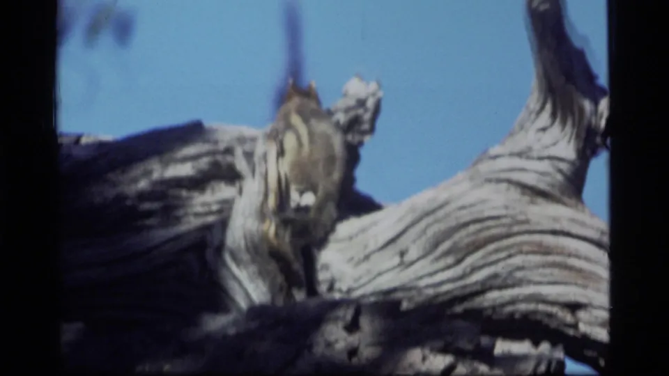 A small striped squirrel or chipmunk stands upright on the weathered stump in this Sapphire Lake, Montana 8mm frame.