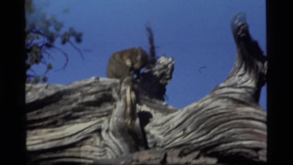 The small animal appears near the top of the stump, silhouetted slightly against blue-purple sky in the 1977 Montana footage.