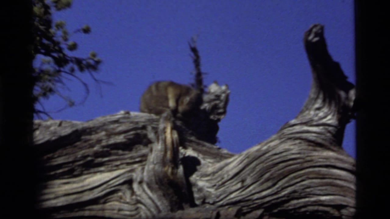 Small wild animal on weathered deadwood at Sapphire Lake, Montana, in 1977 8mm home-movie footage.