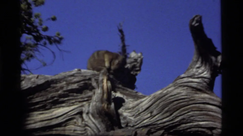 Small wild animal on weathered deadwood at Sapphire Lake, Montana, in 1977 8mm home-movie footage.
