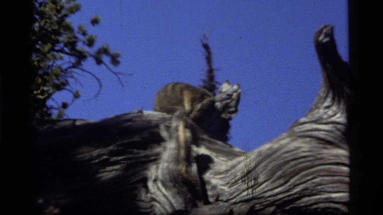 Small animal remains on a gnarled stump in the Sapphire Lake, Montana, 1977 outdoor home-movie scene.