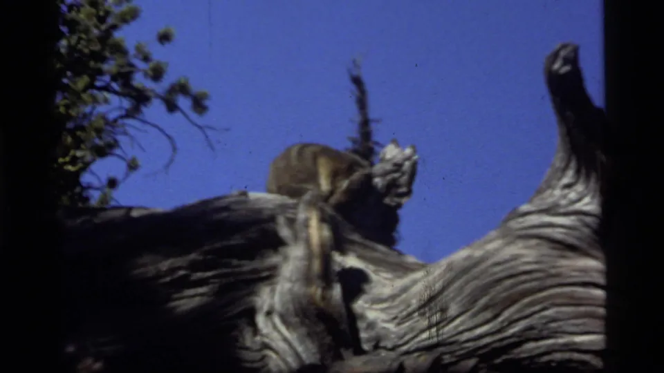 Small animal remains on a gnarled stump in the Sapphire Lake, Montana, 1977 outdoor home-movie scene.