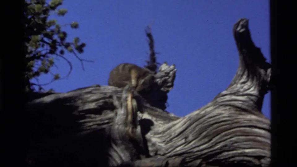 1977 8mm footage shows a small animal on a twisted stump at Sapphire Lake, Montana, under clear sky.