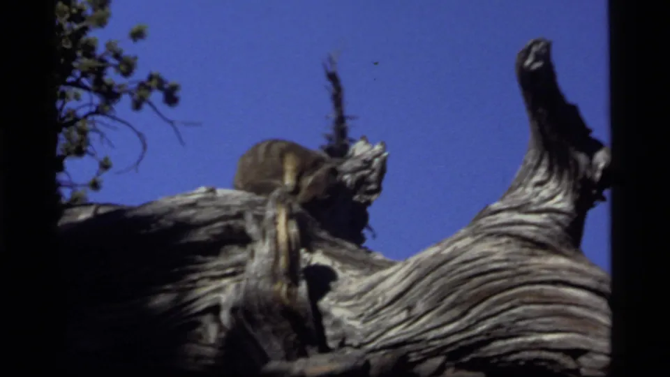Small wild animal on gnarled deadwood in a 1977 Sapphire Lake, Montana 8mm home-movie frame.