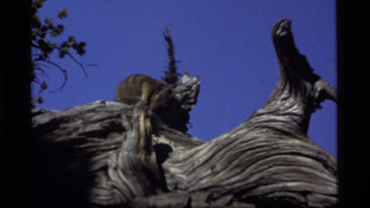 1977 Sapphire Lake, Montana 8mm frame showing a chipmunk sitting on gnarled deadwood beneath a clear blue sky.