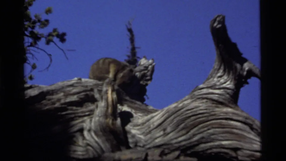 1977 Sapphire Lake, Montana 8mm frame showing a chipmunk sitting on gnarled deadwood beneath a clear blue sky.