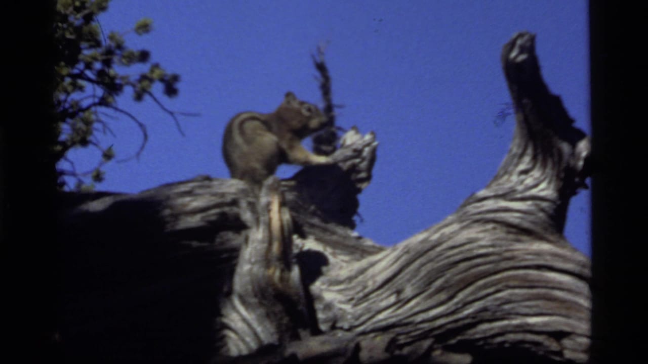 Chipmunk crouched on gnarled wood near a broken branch.