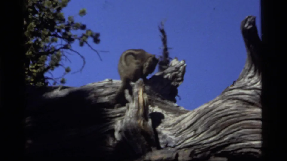 1977 8mm frame from Sapphire Lake, Montana showing the chipmunk upright on textured deadwood with pine branches nearby.