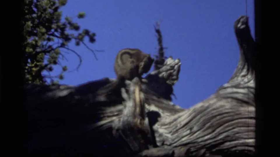 Sapphire Lake, Montana 1977 home-movie frame with a chipmunk leaning forward on a weathered log beneath clear sky.