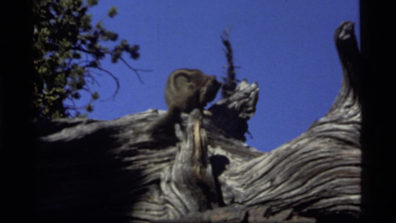 A chipmunk appears to clean itself on a gnarled branch at Sapphire Lake, Montana, in 1977 8mm home-movie footage.