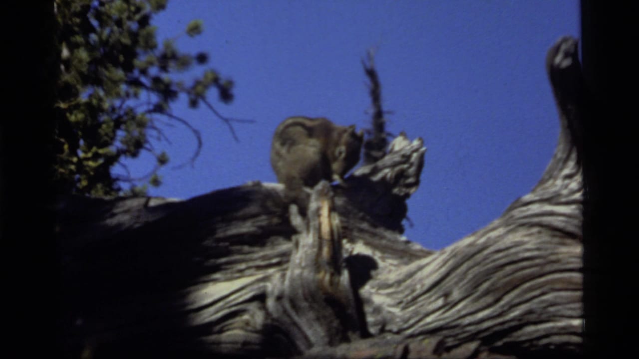 Chipmunk on a twisted branch with trees and blue sky behind it.