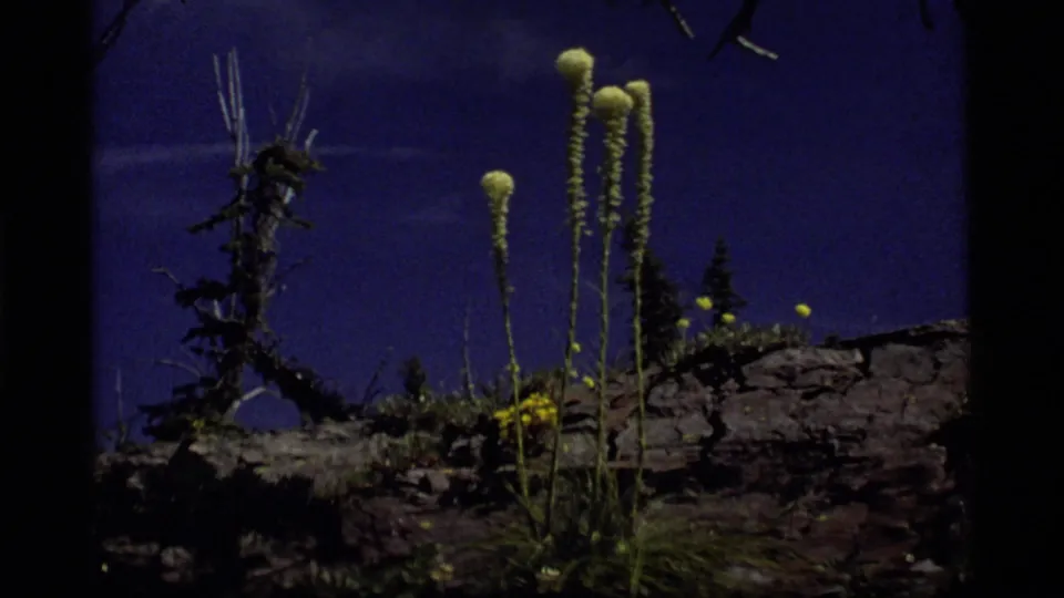 Tall yellow wildflowers rise from a rocky outcrop with grass and evergreen shapes in 1977 Sapphire Lake nature footage.