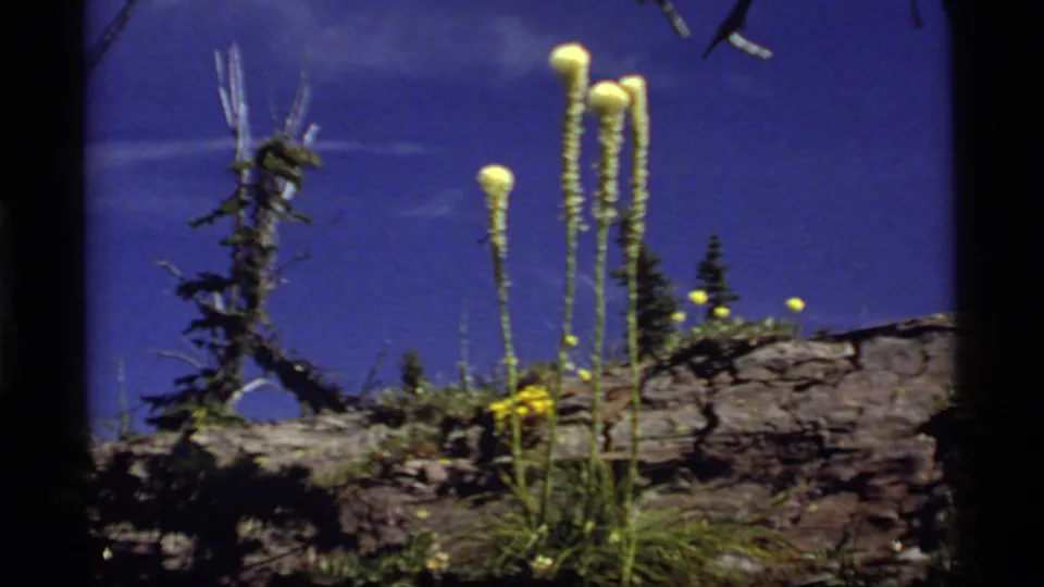 The closing frame shows yellow wildflowers, grasses, and a rocky ledge at Sapphire Lake, Montana, with soft 8mm color and grain.