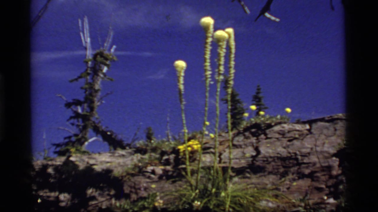 1977 8mm frame from Sapphire Lake, Montana, showing tall yellow wildflowers on rocky terrain with evergreen trees and blue sky.