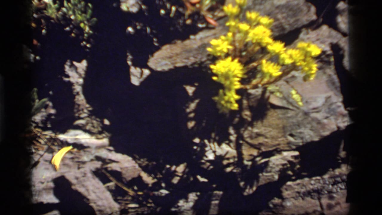 1977 8mm frame from Sapphire Lake, Montana, showing yellow wildflowers and low plants among sunlit rocks and deep shadows.