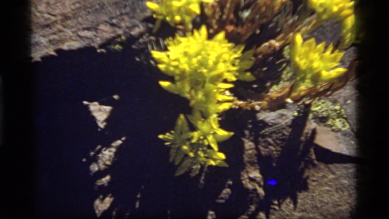 Sapphire Lake, Montana home-movie frame showing yellow flowers clustered on rough rocks with heavy shadow and saturated 8mm color.
