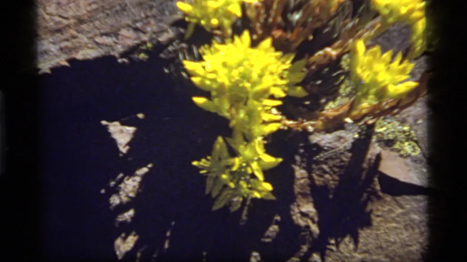 1977 8mm close-up of yellow wildflowers growing from rocky terrain at Sapphire Lake, Montana, with handheld framing and deep contrast.