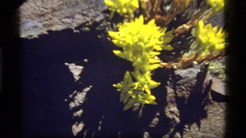 Final 8mm frame of yellow wildflowers at Sapphire Lake, Montana, with jagged rocks, deep shadows, and visible home-movie softness.