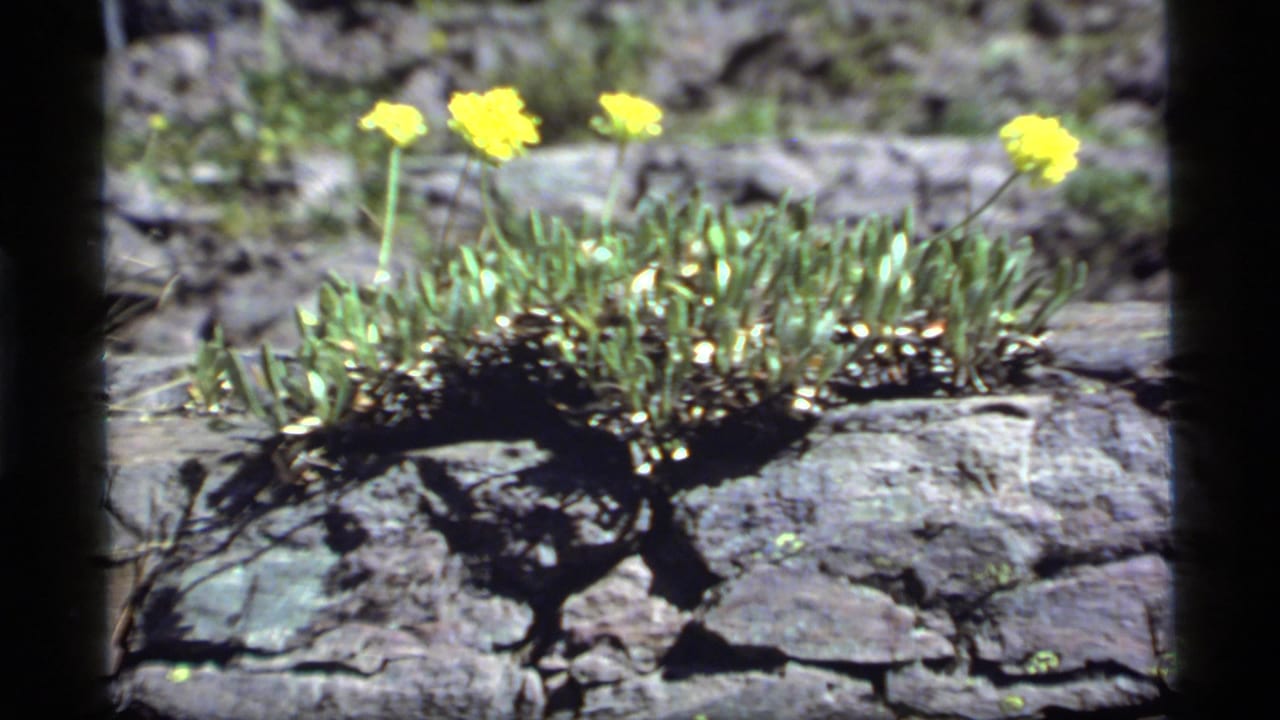 1977 8mm frame from Sapphire Lake, Montana showing yellow wildflowers rooted in weathered rock with green leaves below.