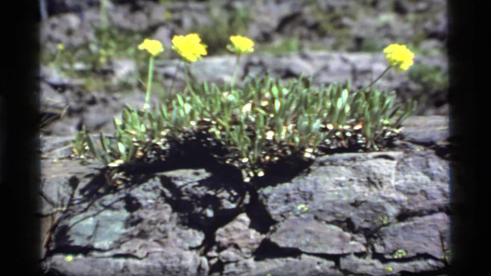 1977 8mm frame from Sapphire Lake, Montana showing yellow wildflowers rooted in weathered rock with green leaves below.