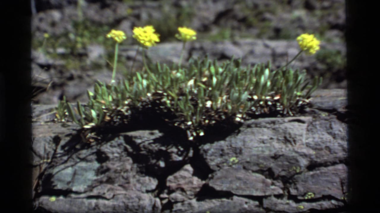 Yellow flowers and low green growth set against cracked stone.