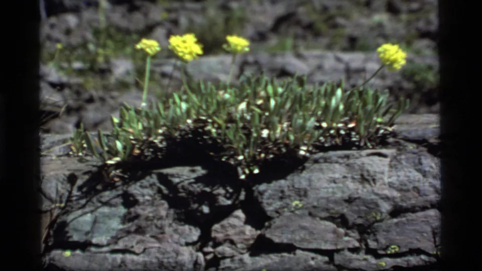 A close 8mm view shows yellow wildflowers and green leaves emerging from a rocky crevice at Sapphire Lake, Montana.