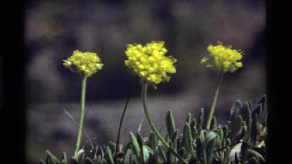 Close 1977 8mm frame of yellow flower heads on slender stems, with green leaves and soft rocky background at Sapphire Lake, Montana.