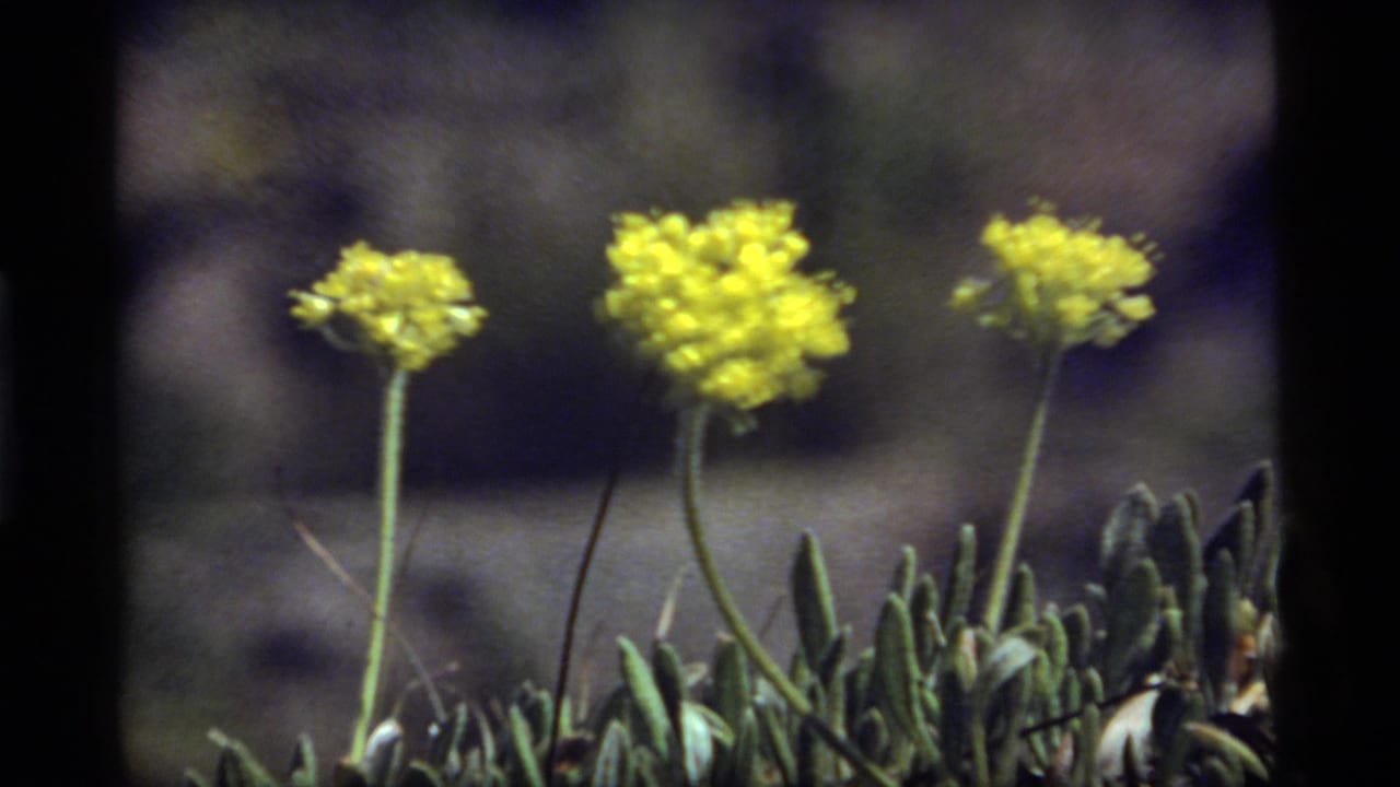 Yellow wildflowers at Sapphire Lake, Montana, filmed in 1977 on 8mm with soft focus and visible film borders.