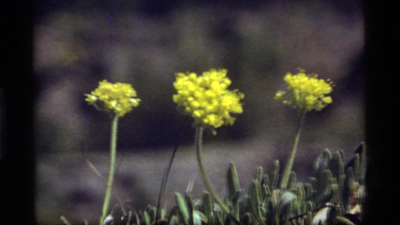 Close view of yellow wildflowers with grass and a soft rocky background.