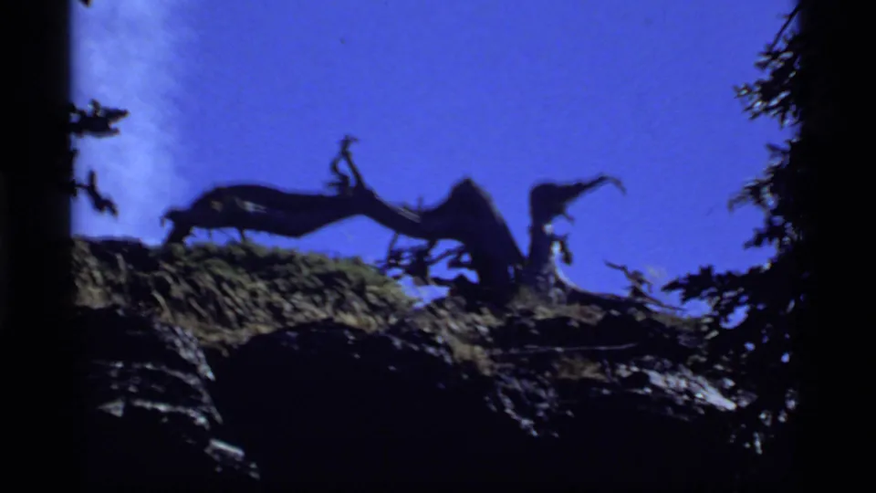 A 1977 8mm view of a silhouetted tree trunk or stump on a rocky Montana cliff edge under a clear blue sky.