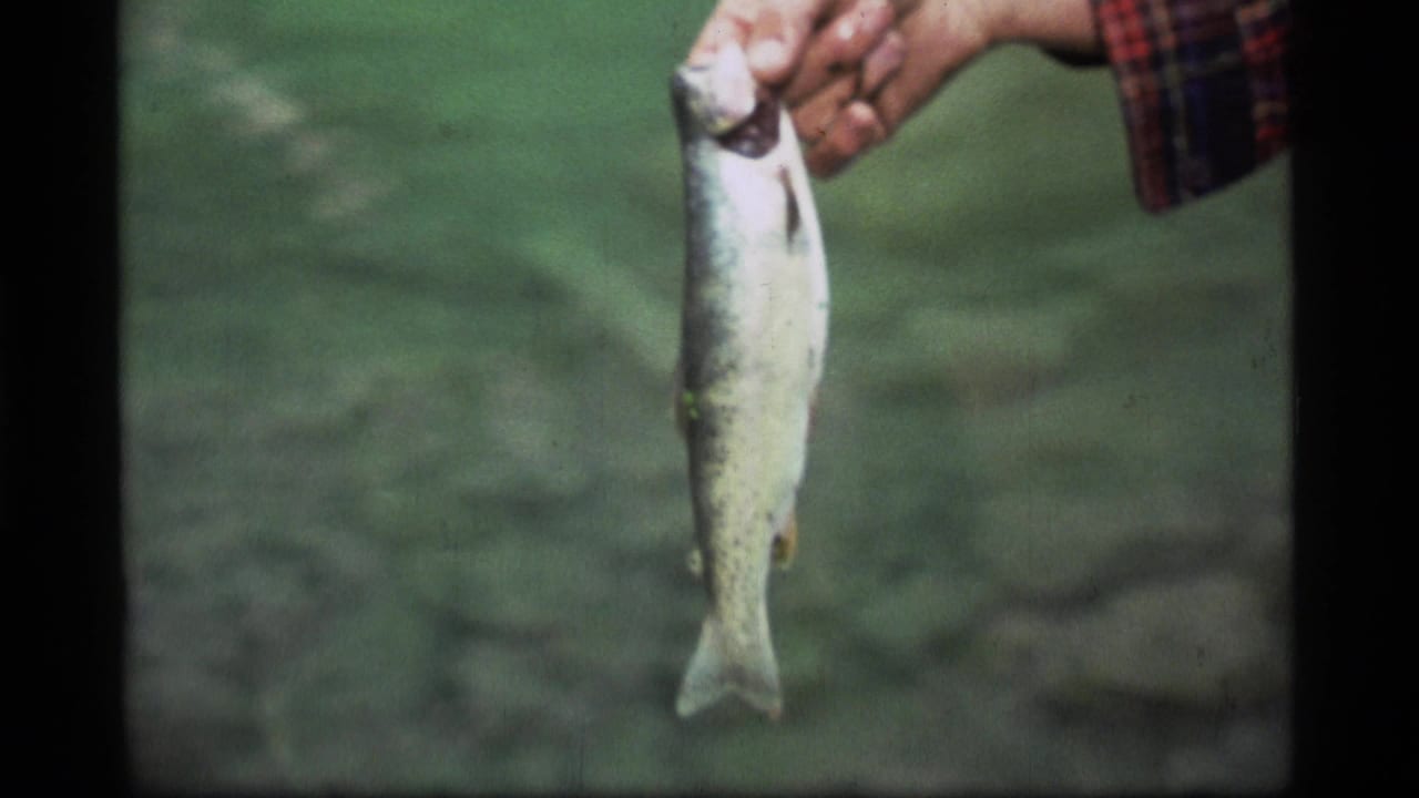 A hand holds a larger fish in front of green water.