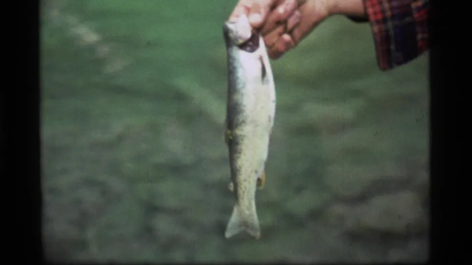 Close 8mm frame from Sapphire Lake showing a fish held upright by a camper's hand against a green water background.