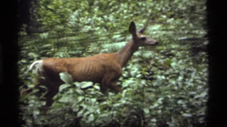 A deer appears in dense green underbrush near the Sapphire Lake camping area, seen in soft 8mm home-movie footage.