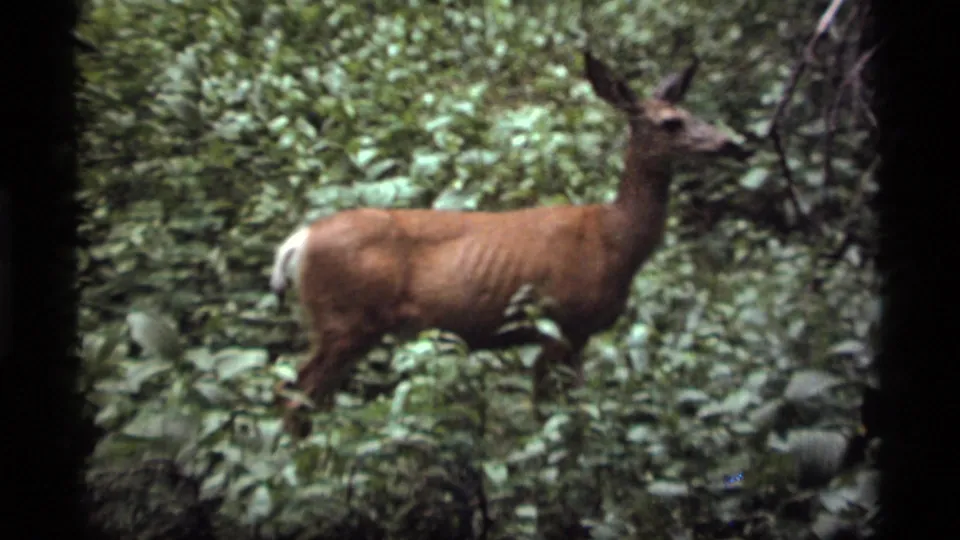 The final frame shows a deer in wooded Montana underbrush, continuing the campsite wildlife moment from the home movie.