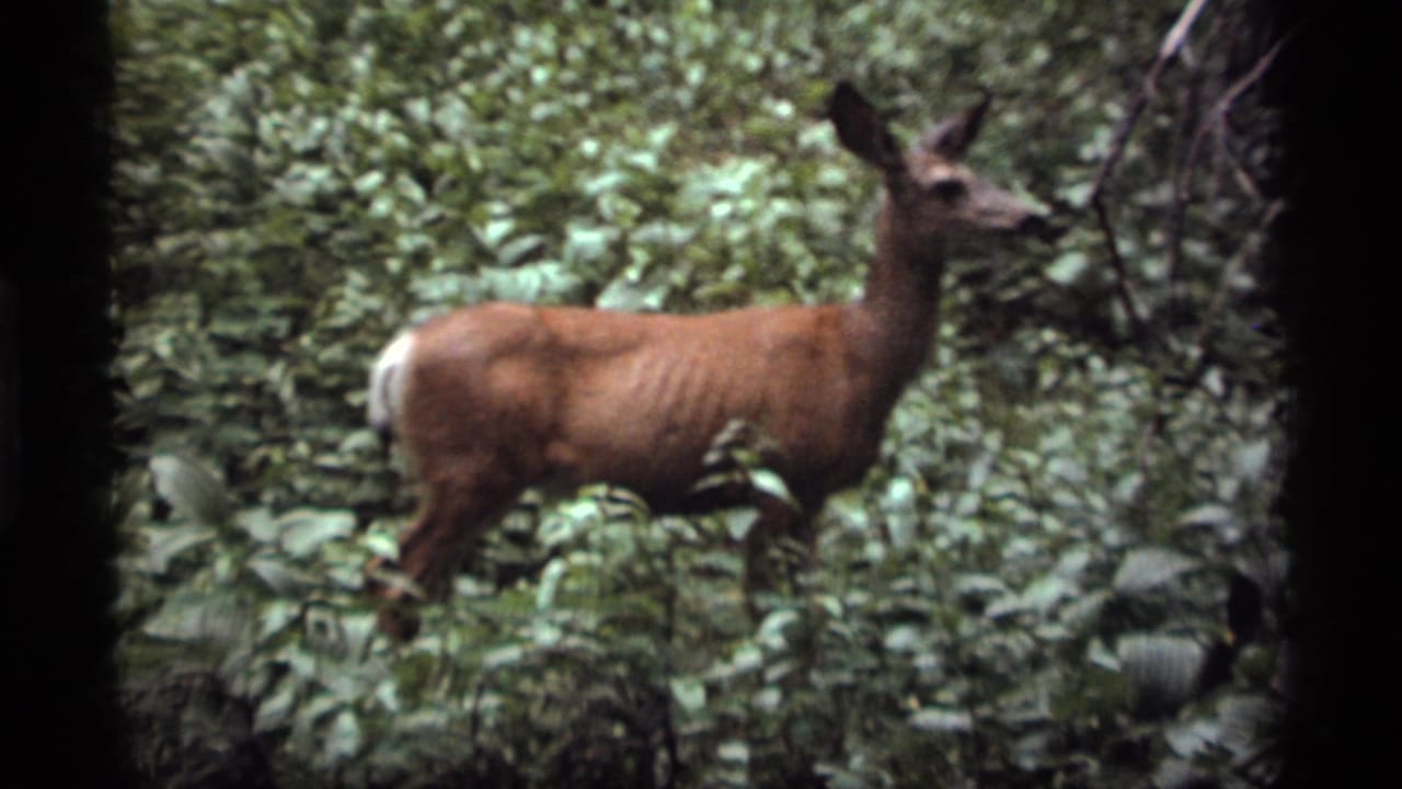 A brown doe stands in leafy woods at Sapphire Lake, Montana, in 1977 8mm home-movie footage.