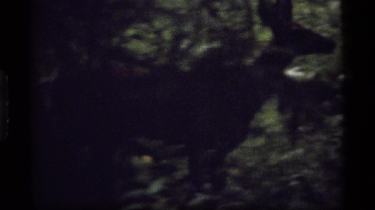 Dark, partly obscured deer silhouette among leaves and shadowed forest.