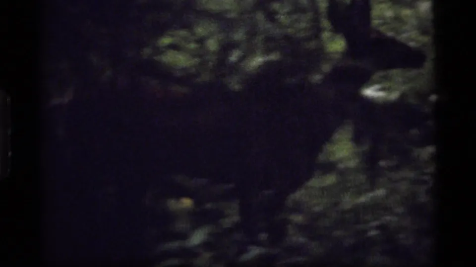 The deer is partly hidden in shadowed Sapphire Lake woods, with its head and back faintly visible through foliage.