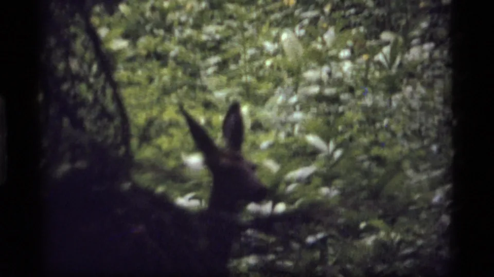 A close, shadowed view catches the deer’s head and upright ears low in the frame amid Montana forest foliage.