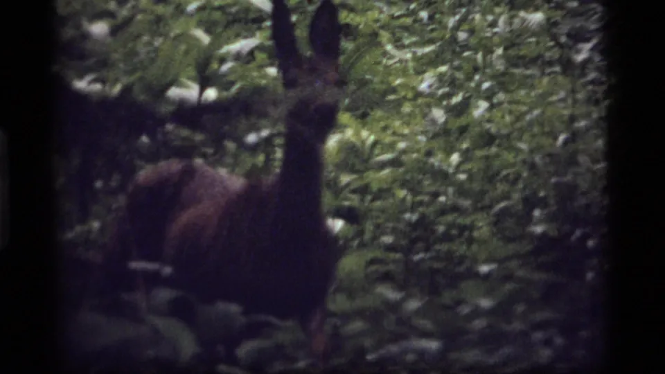 The deer is seen from behind in dense Sapphire Lake foliage, its body partly obscured by leaves and shadow.