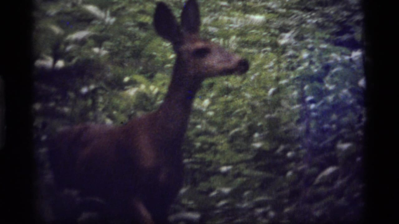 Young deer in a wooded Sapphire Lake, Montana setting, seen in soft 1977 8mm footage among leafy undergrowth and tree trunks.