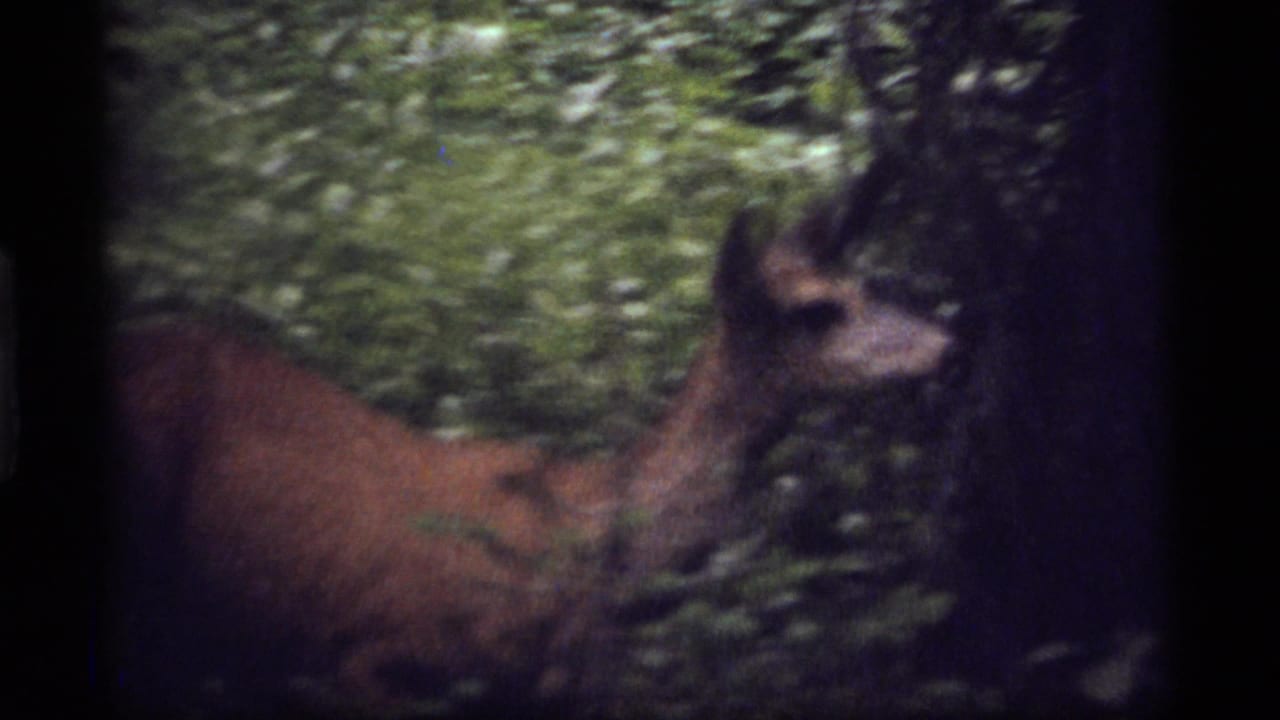 Deer partly obscured by trees and foliage while moving through the forest.