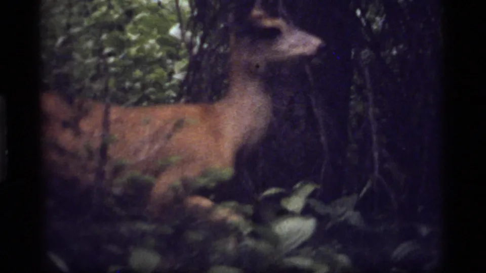Profile view of a deer among Sapphire Lake forest undergrowth, recorded with soft handheld 8mm texture in 1977.